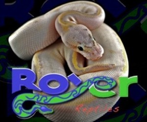 click here for Royer Reptiles click here for Royer Reptiles