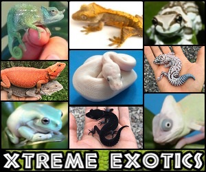 Click here for Xtreme Exotics