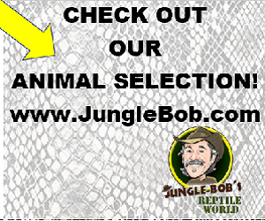Click here for Jungle Bob