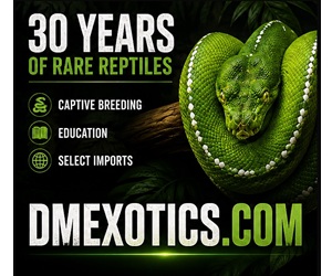 Click to visit DM Exotics